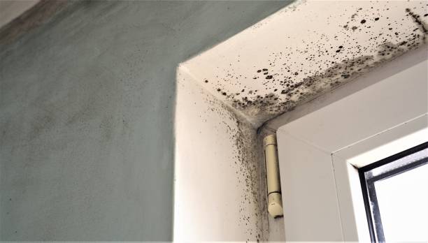 Best Dehumidification Services  in New Hampton, IA