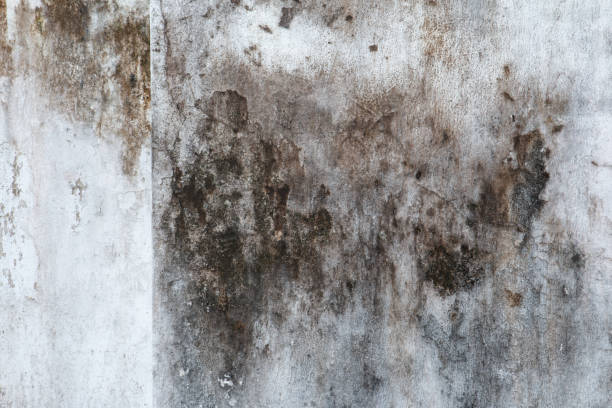 Best Crawl Space Mold Remediation  in New Hampton, IA
