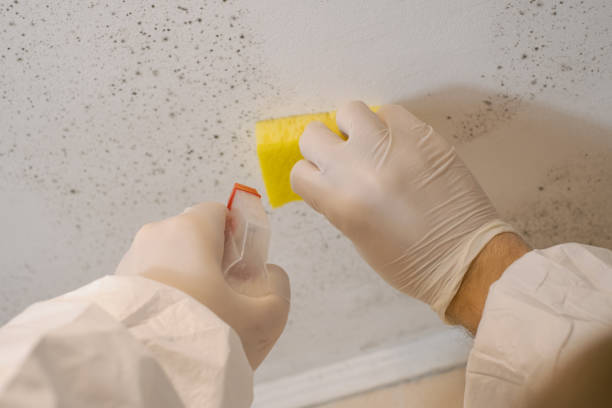 Best Mold Remediation for Vacation Homes  in New Hampton, IA