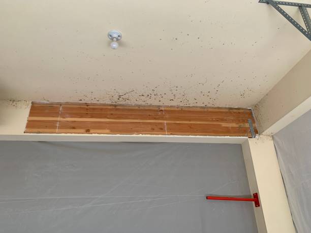 Best Forensic Mold Investigation  in New Hampton, IA