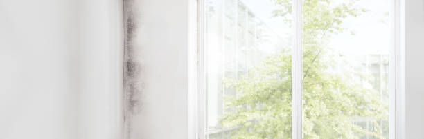 Best Water Damage & Mold Remediation  in New Hampton, IA