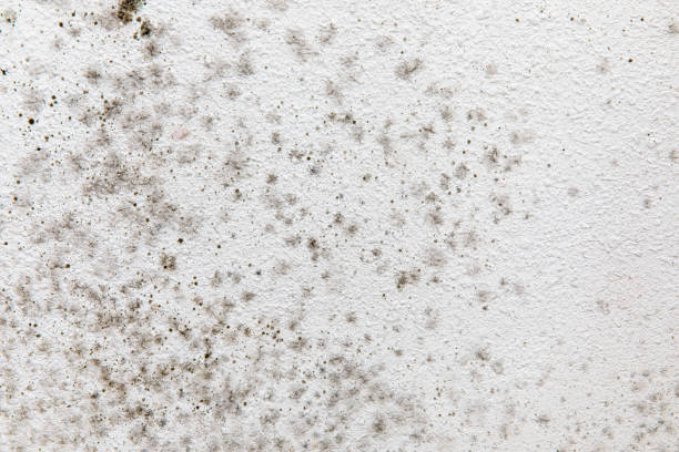 Best Mold Removal for HVAC Installations  in New Hampton, IA