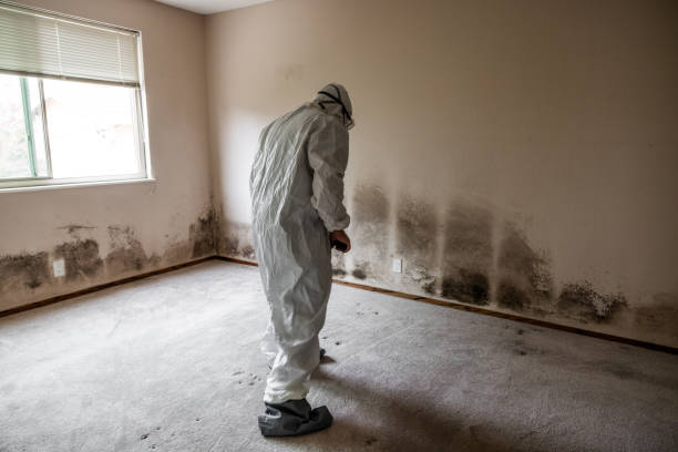 Best Airborne Mold Testing  in New Hampton, IA