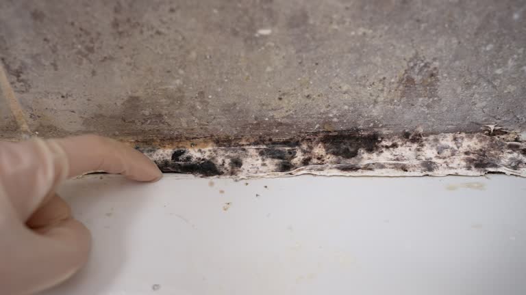 Best Industrial Mold Remediation  in New Hampton, IA