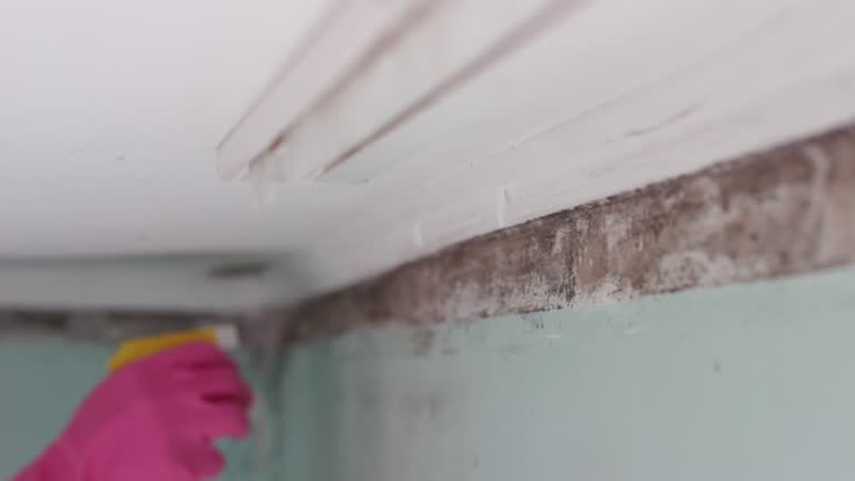 Best Asbestos and Lead Testing During Mold Inspection  in New Hampton, IA